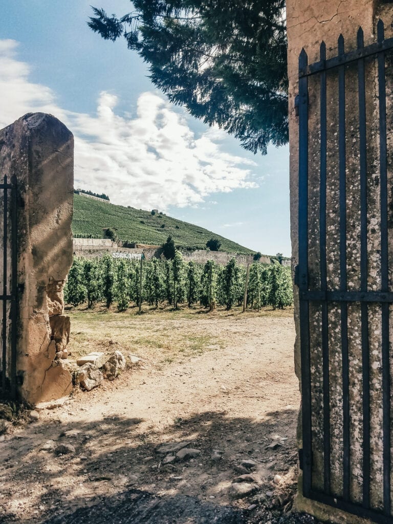 Tain-l'Hermitage Vineyards during Uniworld River Cruise Excursion