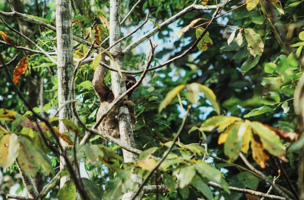 The ABCs of an Amazon River Cruise