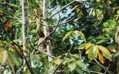 The ABCs of an Amazon River Cruise