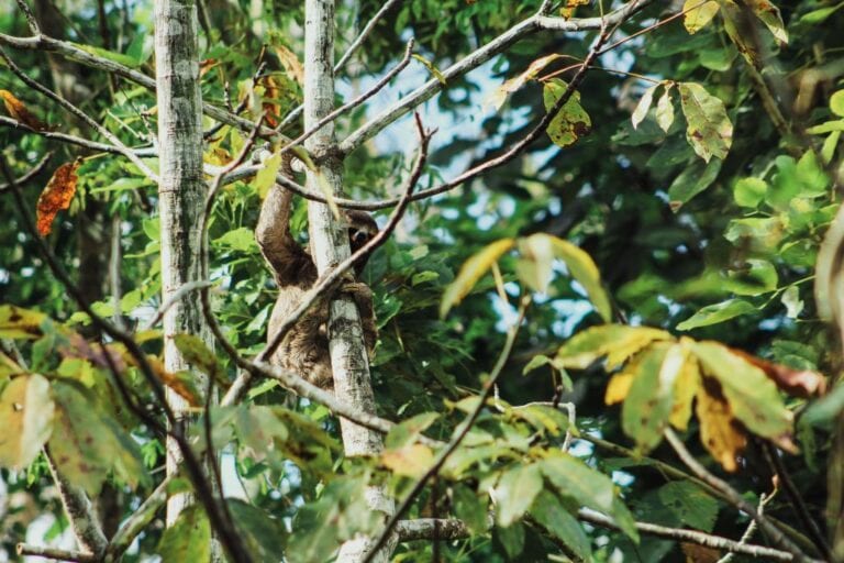 The ABCs of an Amazon River Cruise