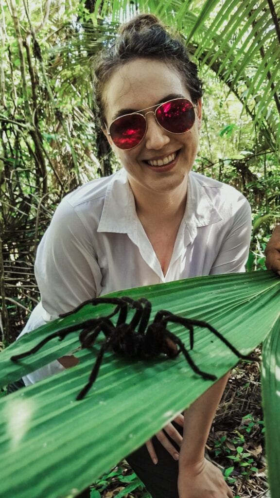 Bird eating tarantula spider seen in the rainforest on the Amazon River