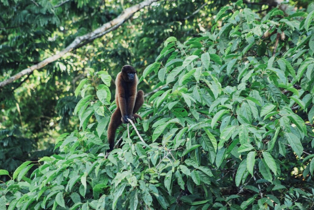 Woolly monkey in the rainforest along the Amazon river