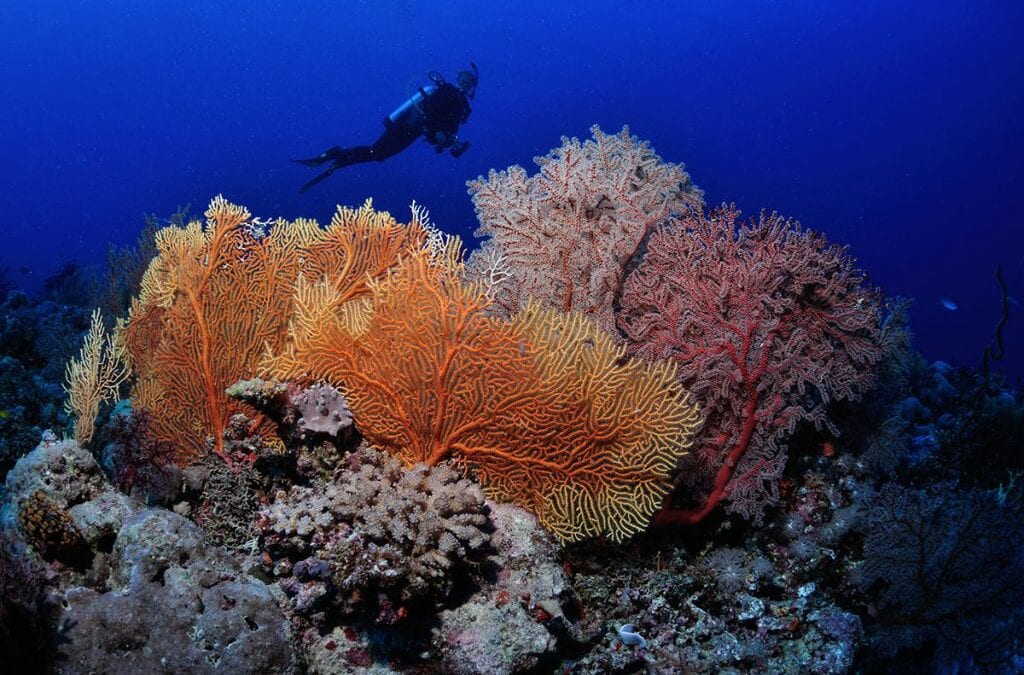 Five Unexpected SCUBA Trip Spots We’re DIVING to Visit!