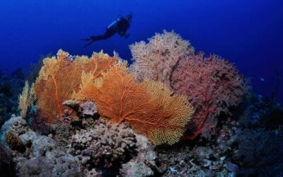 Five Unexpected SCUBA Trip Spots We’re DIVING to Visit!