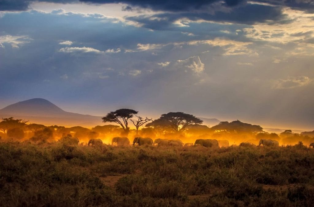 Nine Perfect Days on a Kenya Safari