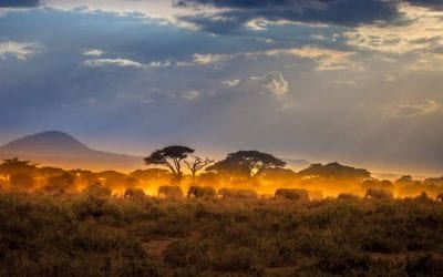 Nine Perfect Days on a Kenya Safari