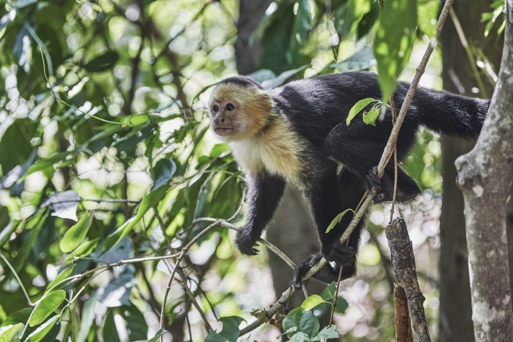 Monkey in Costa Rica