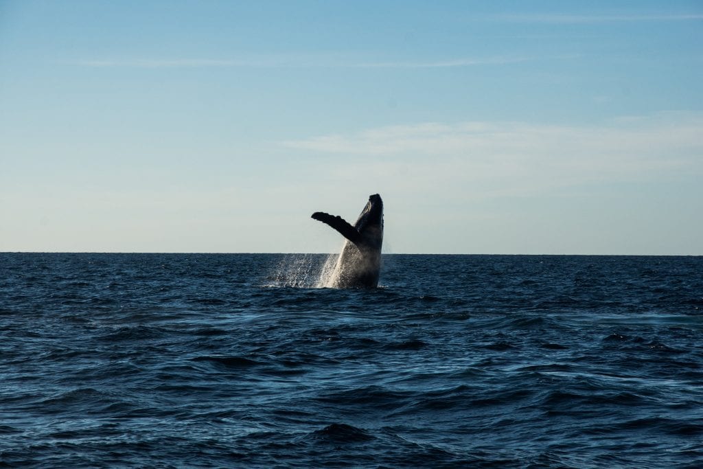 Humpback whales in Riviera Nayarit