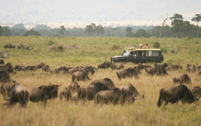 Wildlife Safari by Private Jet