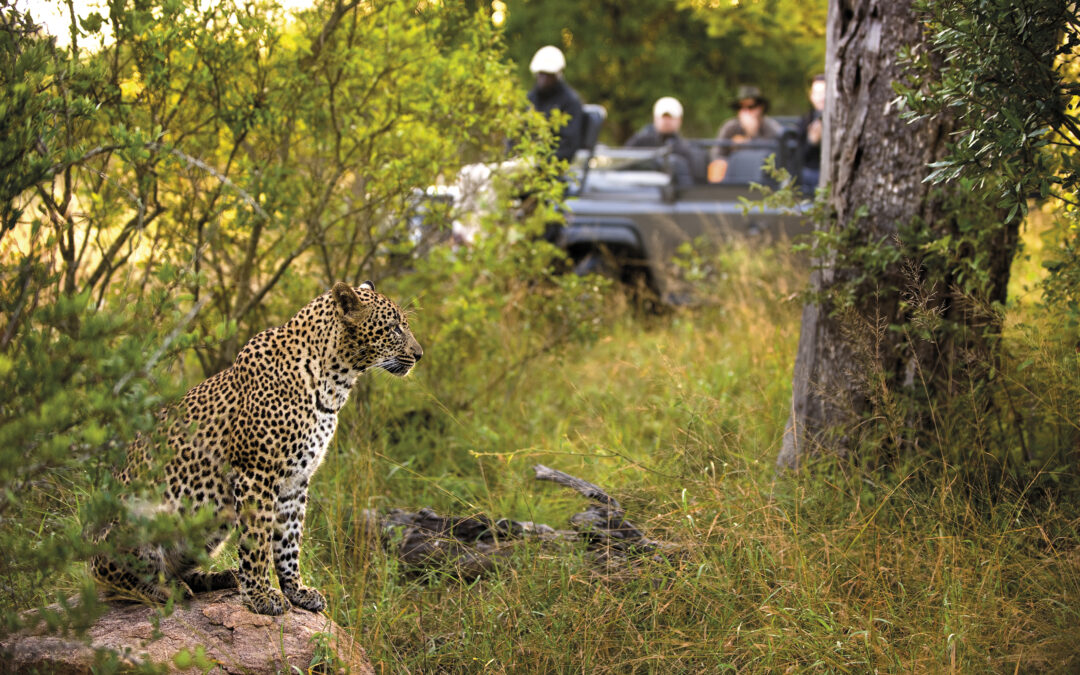 Discover the Magic of South Africa: A Traveler’s Guide