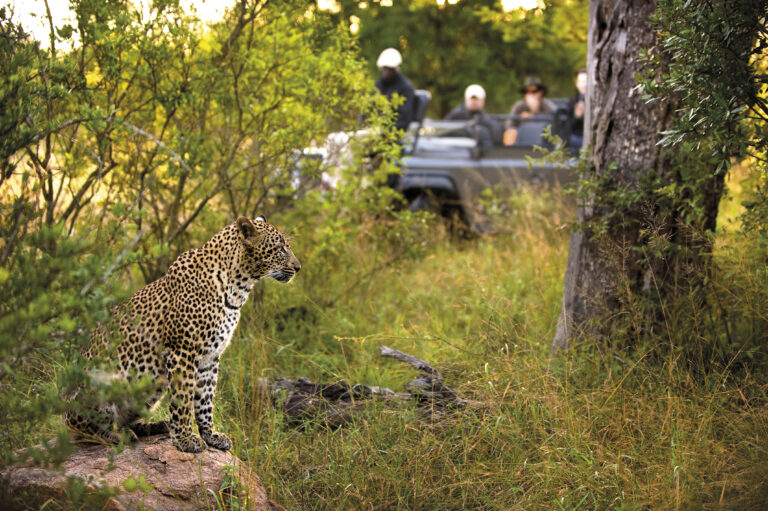 Discover the Magic of South Africa: A Traveler’s Guide