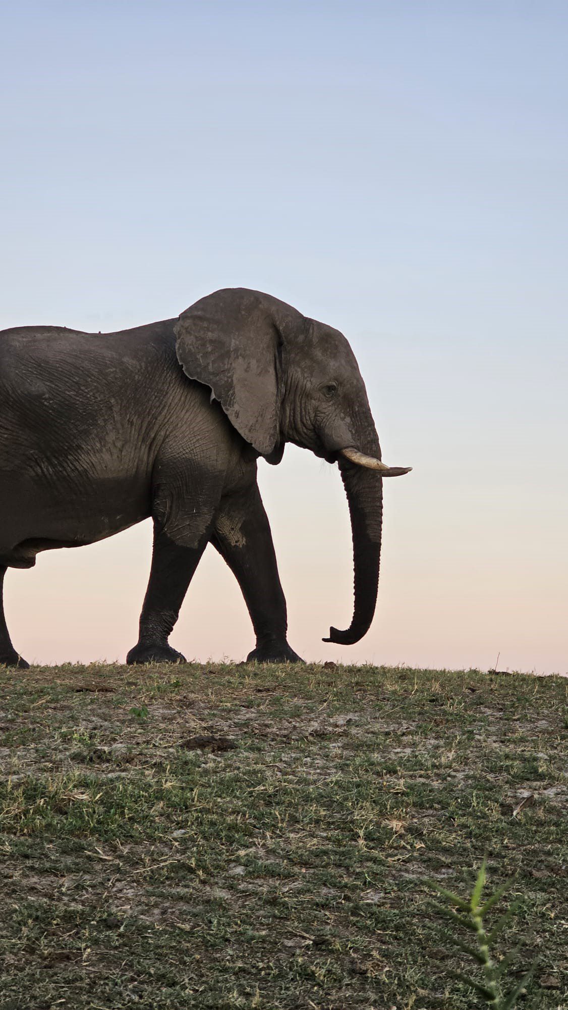 Zimbabwe: Elephant Camp – An Intimate Encounter with Gentle Giants