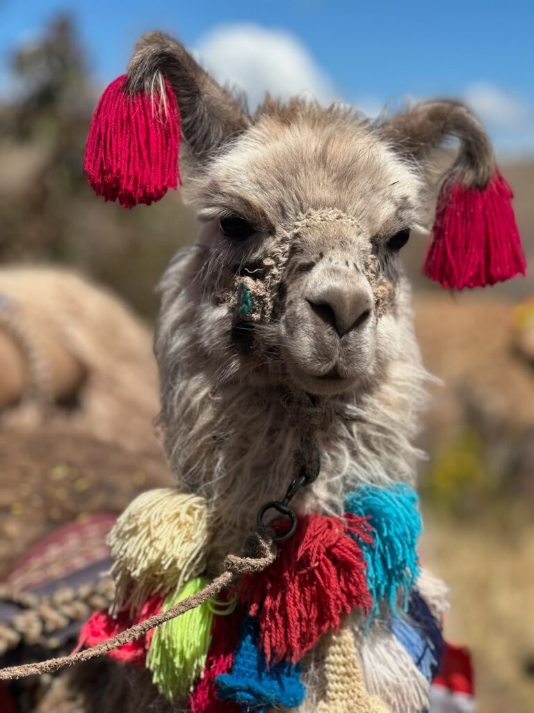 Llama in Peru